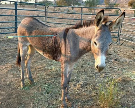 Wild Ass Recovering After Recent Projectile Strike on Wild Burros in the Golden State